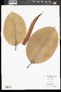 Ficus aurea image