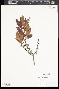 Myrica pensylvanica image