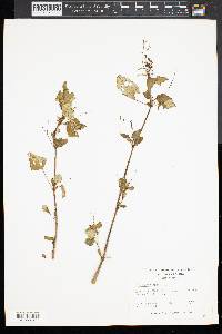 Boerhavia erecta image