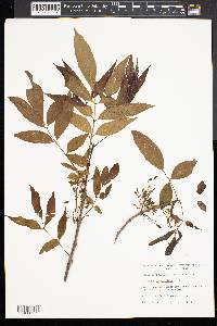 Fraxinus caroliniana image