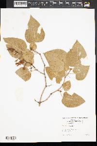 Syringa vulgaris image