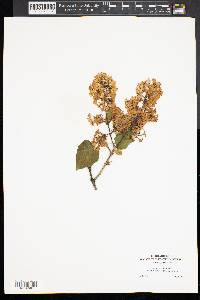 Syringa vulgaris image