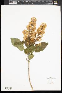 Syringa vulgaris image