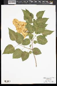 Syringa vulgaris image