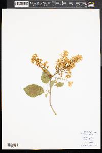 Syringa vulgaris image