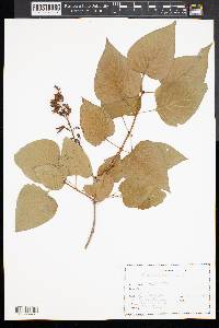 Syringa vulgaris image