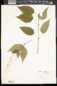 Circaea canadensis image