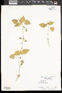 Circaea alpina image