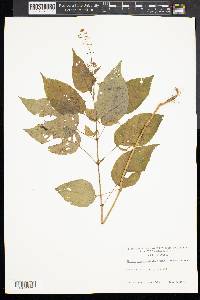 Circaea quadrisulcata image