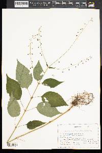 Circaea quadrisulcata image