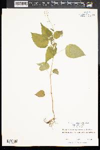 Circaea quadrisulcata image