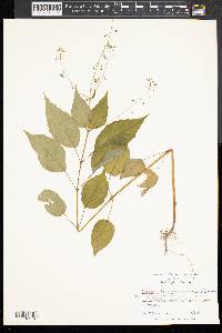 Circaea canadensis image