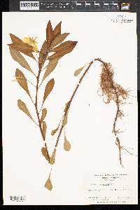 Jussiaea uruguayensis image