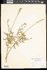 Oenothera gaura image