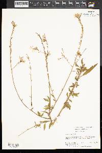 Oenothera gaura image