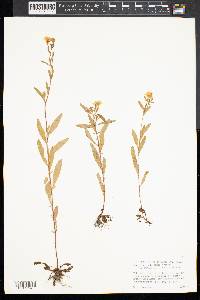 Oenothera perennis image