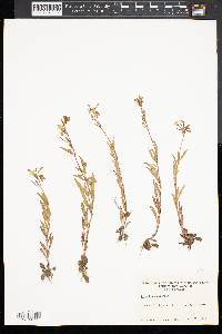 Oenothera perennis image