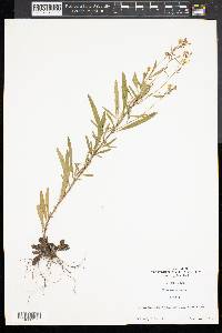 Oenothera perennis image