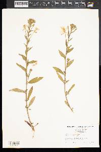 Oenothera parviflora image