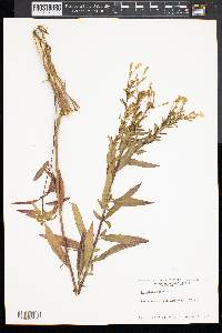 Oenothera parviflora image