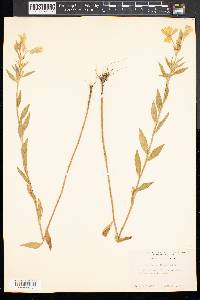 Oenothera pilosella image