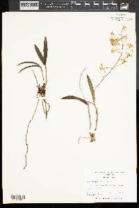 Epidendrum conopseum image