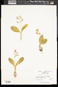 Liparis liliifolia image