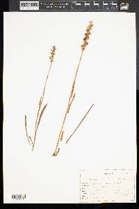 Spiranthes cernua image