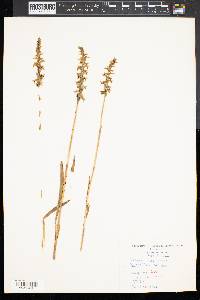 Spiranthes cernua image