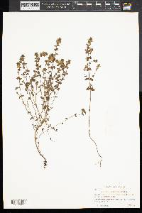 Euphrasia americana image