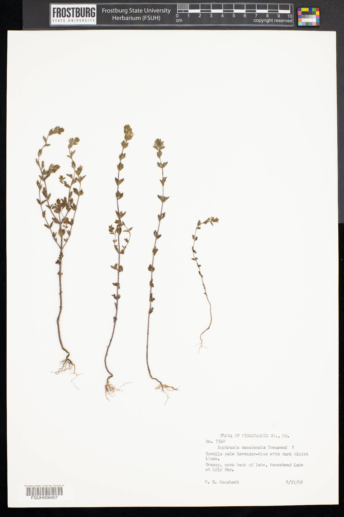 Euphrasia canadensis image