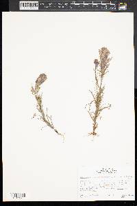 Orthocarpus lithospermoides image