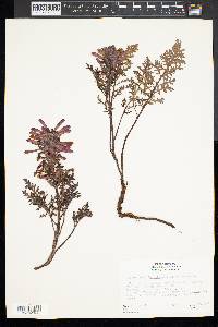 Pedicularis densiflora image