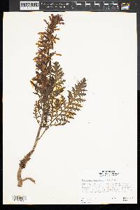 Pedicularis densiflora image