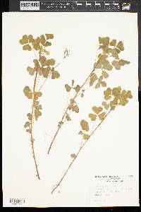 Oxalis grandis image