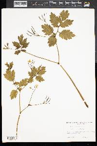 Chelidonium majus image