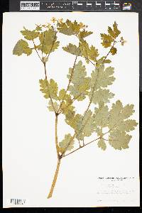 Chelidonium majus image