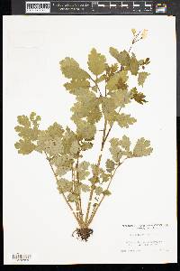 Chelidonium majus image