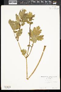 Chelidonium majus image