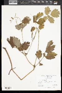 Chelidonium majus image