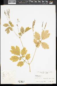 Chelidonium majus image