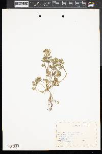 Corydalis flavula image