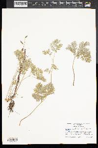 Dicentra canadensis image