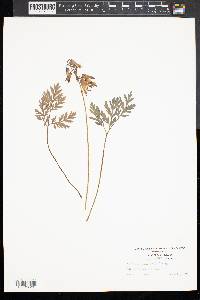 Dicentra eximia image