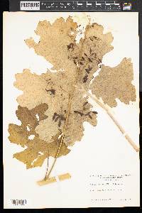 Macleaya cordata image