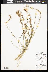 Antirrhinum orontium image