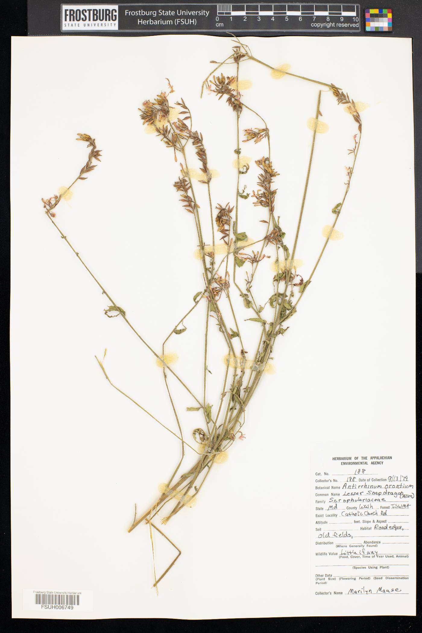 Antirrhinum orontium image