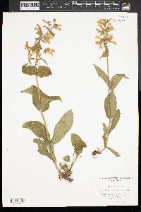 Penstemon hirsutus image