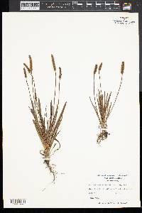 Plantago hookeriana image