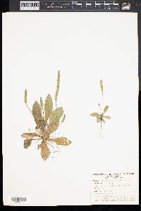 Plantago rugelii image